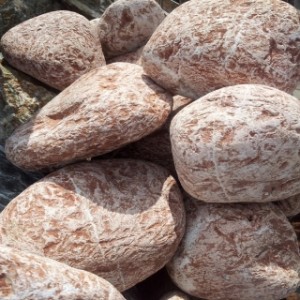 Lihvitud Rozaria, 10/20 cm, kg